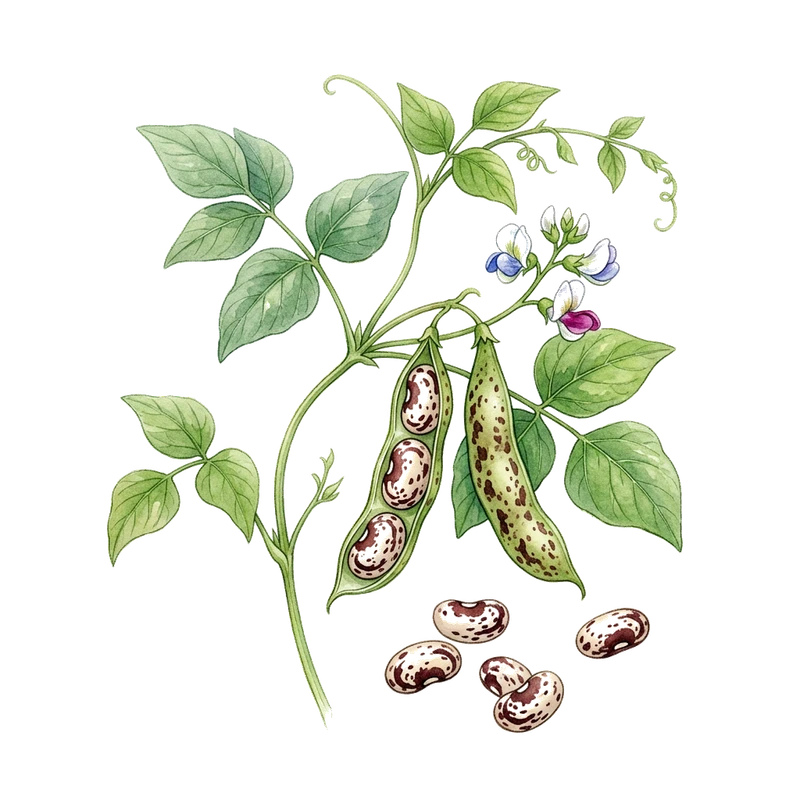 Anasazi Bean