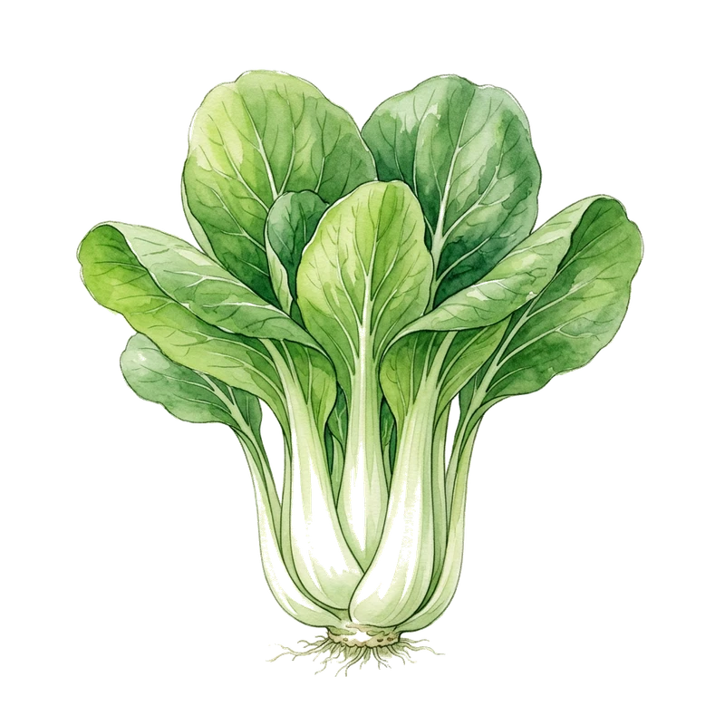 Pak choi